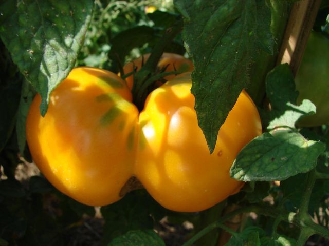 p. giant yellow